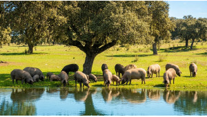 Guía del jamón ibérico