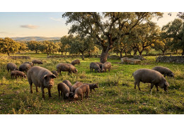 La montanera 2025-2026 deja buenas perspectivas para los próximos jamones