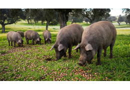 El secreto del ibérico está en su origen: raza y alimentación