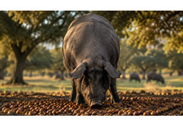 Así influye la doble montanera en la calidad del jamón ibérico de bellota